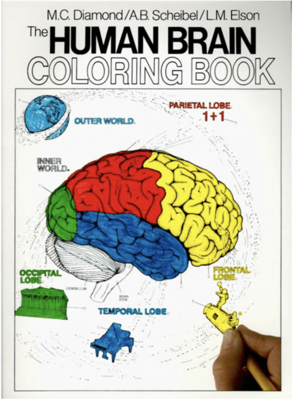 Collins Reference Books > Coloring Books The Human Brain Coloring Book - Paperback 9780064603065 MC-31627