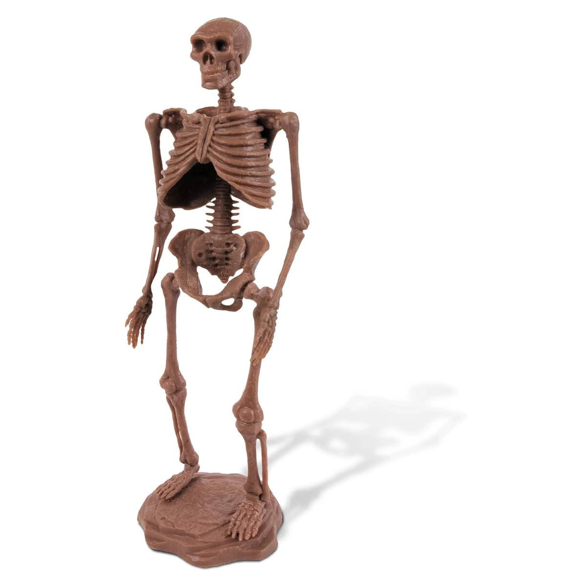 Safari, Ltd. Model Kits > Other Model Kits Geoworld: Cave Man Excavation Kit - Homo Neanderthalensis Skeleton 811170018340 102412