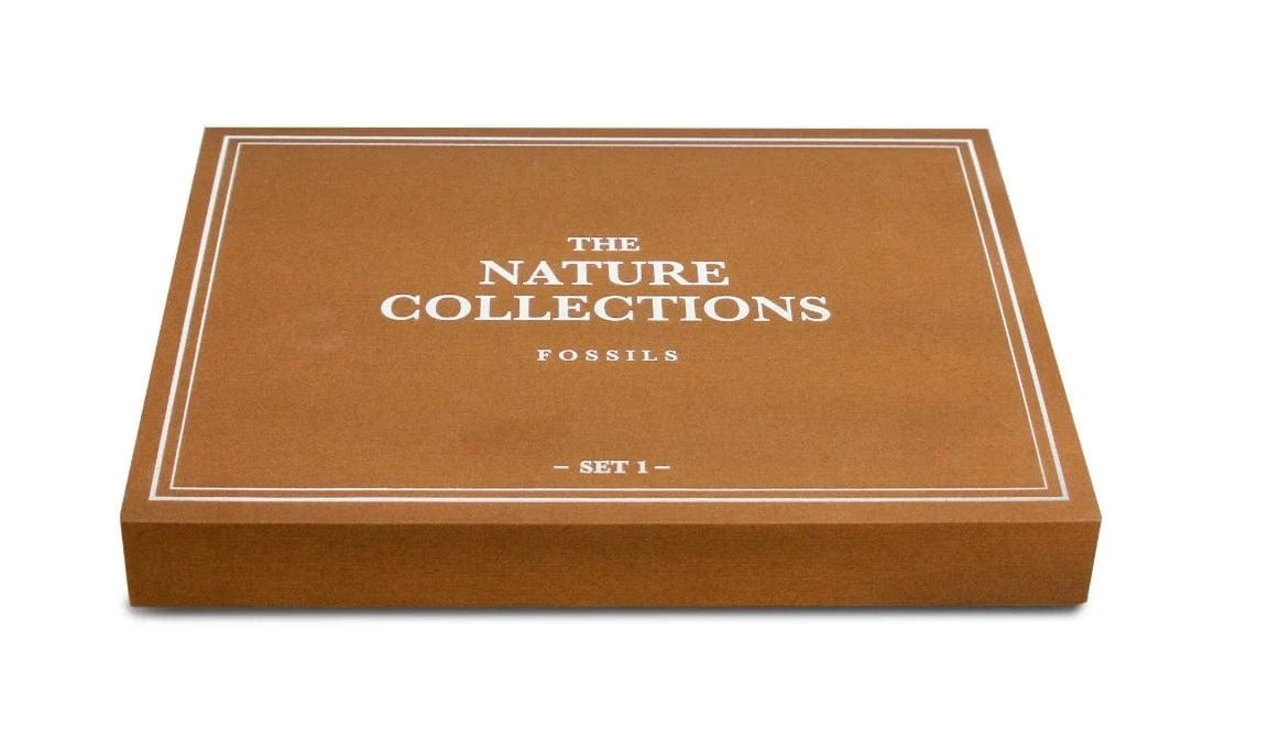 Safari, Ltd. Toys > Educational Geoworld: Nature Collections - Fossils Set #1 818530020395 104560