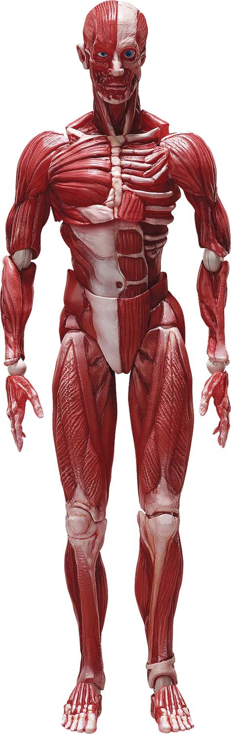 Max Factory Toys > Action Figures > Other Action Figures Figma: Max Factory x Masaki Aspy: Human Anatomical Model 4570001510427