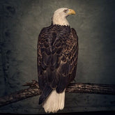 Weathermaker Music Music > Vinyl Records Clutch - Book of Bad Decisions 896308002866 WEMK67.1