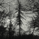 Curse All Kings Music > Vinyl Records Curse All Kings - Feral Earth 3770033798003 CYLW251.1