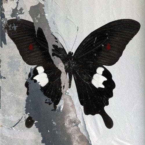 Death Cult Music > Vinyl Records Death Cult - Paradise Now (Clear Vinyl, Splatter) 607618260316 BQT2603.1