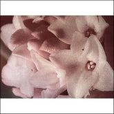 Masonna Music > Vinyl Records Masonna - Masonna Vs Banamara 769791980747 URAS157.1