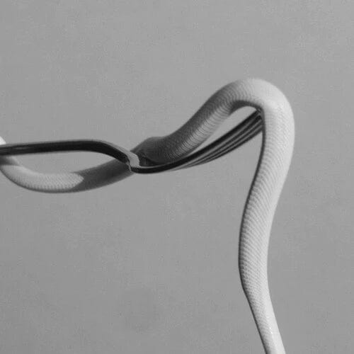 --- Music > Vinyl Records Animals As Leaders - Parrhesia 810016765691 SUMR765691.1