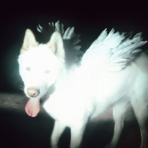 Redeye Distribution Music > Vinyl Records Fat Dog - Cancel Me - I'm Tired (IEX) Coke Bottle Green Vinyl (Indie Exclusive, Clear Vinyl, Green) 887828056835 DOMI568IEX.1