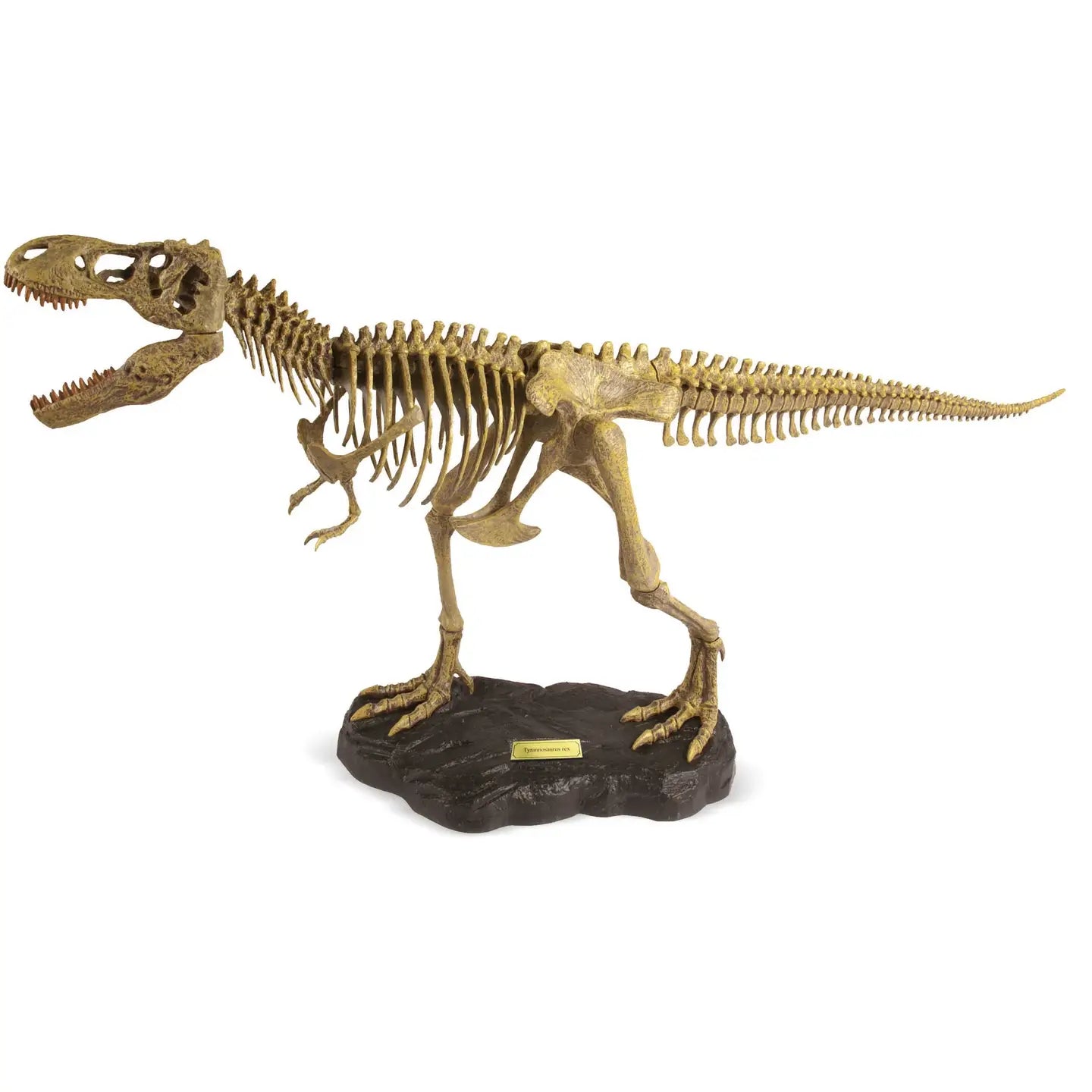 Safari, Ltd. Model Kits > Other Model Kits Geoworld: Paleo Expeditions - T. Rex Kit 811170017947 102393