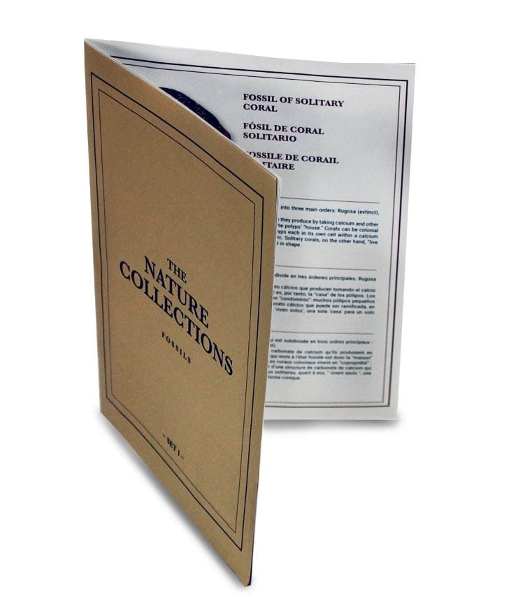 Geoworld: Nature Collections - Fossils Set #1