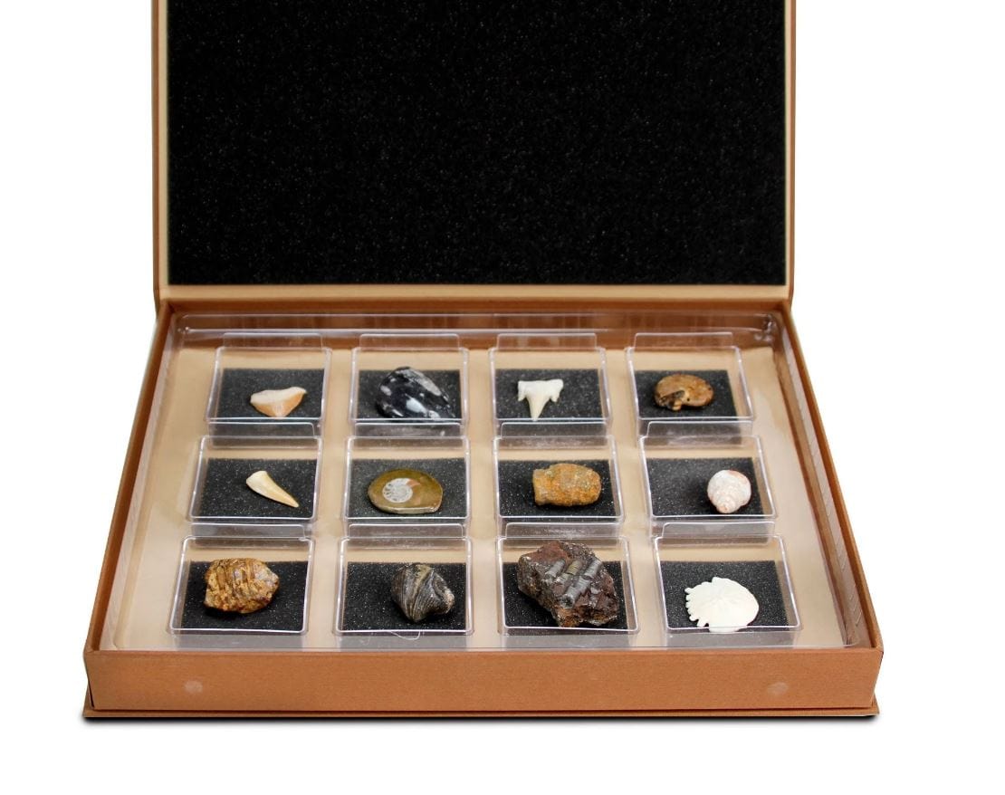 Geoworld: Nature Collections - Fossils Set #1