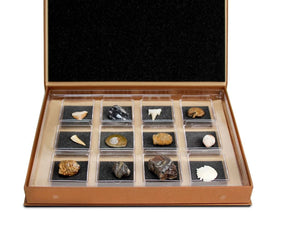 Geoworld: Nature Collections - Fossils Set #1