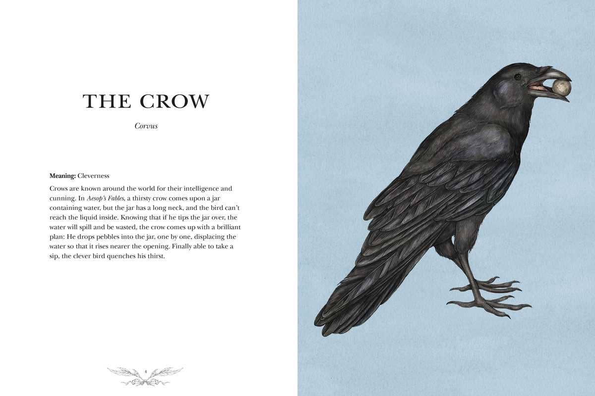 Simon & Schuster Books Ornithography by Jessica  Roux: Hardcover; 224 pages / English 9781524888770 9781524888770
