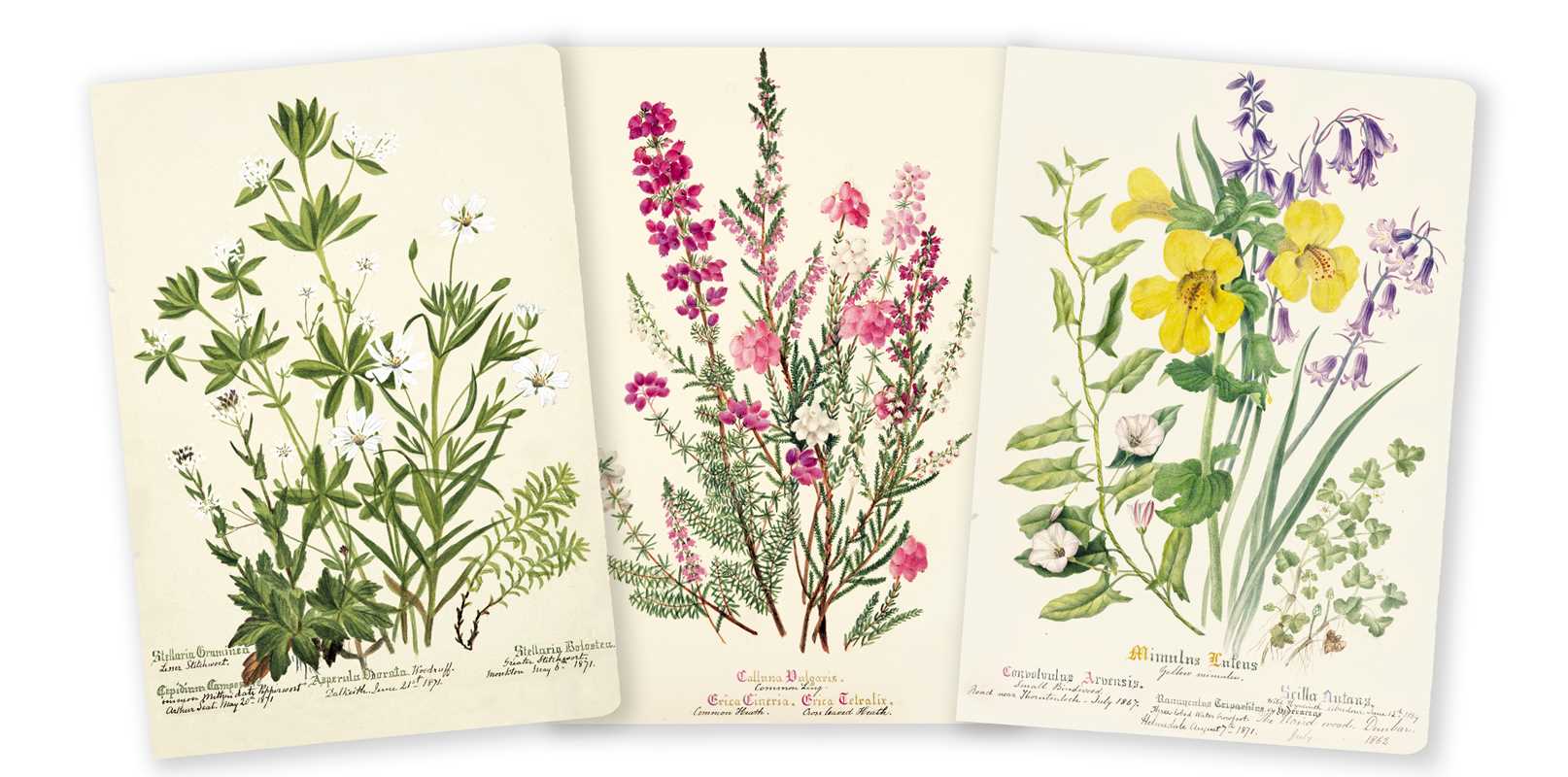 Simon & Schuster Journals Royal Botanic Garden Edinburgh Set of 3 Midi Notebooks 9781804177778 9781804177778