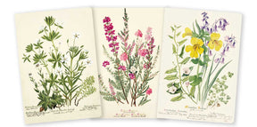 Simon & Schuster Journals Royal Botanic Garden Edinburgh Set of 3 Midi Notebooks 9781804177778 9781804177778
